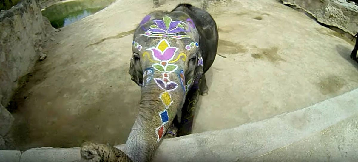 Petita, Benidorm's famous elephant, turns 50 this month
