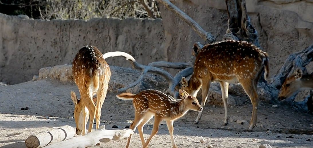 Spotted deer population flourishes in Benidorm