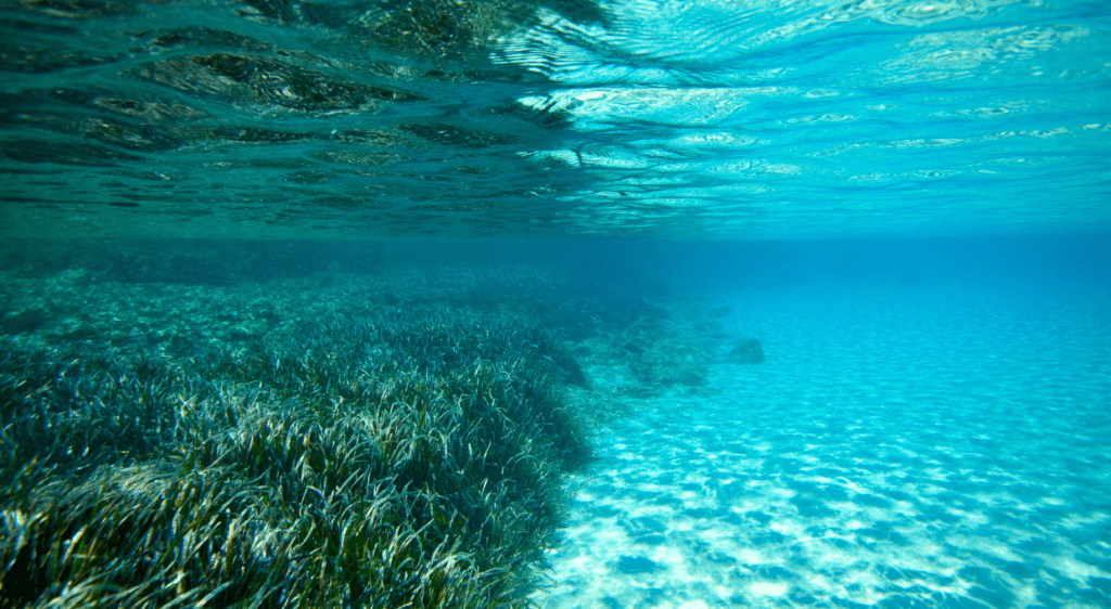 Posidonia Oceanica
