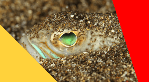 Weever fish buried in sand, a common threat on Spanish beaches.