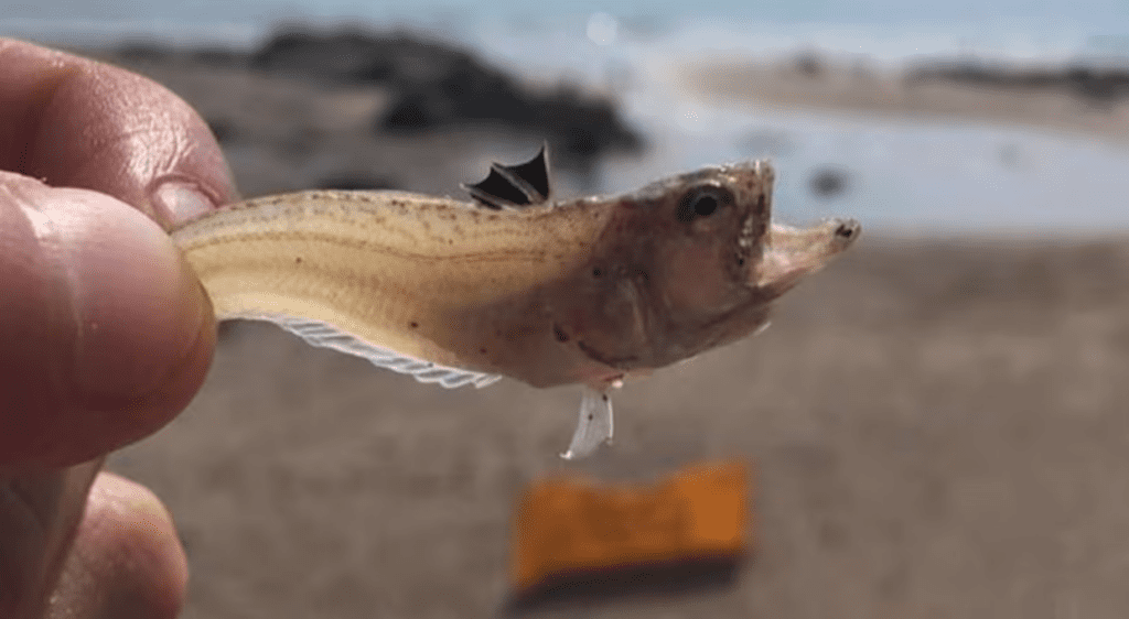 Weever fish buried in sand, a common threat on Spanish beaches